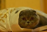 Скотти собрался за покупками