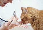Общие признаки и симптомы у кошек, которые сигнализируют о поездке к ветеринару