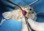 Хирургическая методика лечения язвы глаза