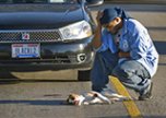 Что делать, если Ваше животное сбил автомобиль?