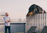 Приключения таксы Вивиан в Бруклине