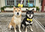 Gulahund yellowdog или «Пожалуйста, не подходите к моей собаке! Gulahund yellowdog или «Пожалуйста, не подходите к моей собаке!