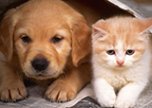 Периапикальный абсцесс у собак и кошек