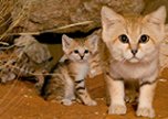Песчаные кошки: взрослые коты и маленькие котята выглядят одинаково