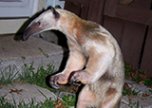 Каких животных принято держать дома в разных странах мира