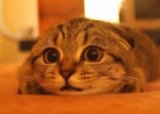 Кот смотрит ужастики
