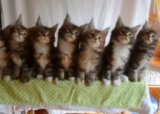 Синхронные котики