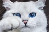 Случай синдактилии у кошки в ЦСВМ