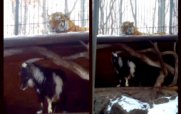 В Приморском зоопарке тигр подружился со смелым козлом, которого ему принесли на обед