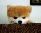 Охранник или игрушка?