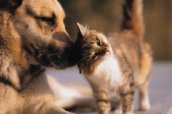 24 февраля – Международный день стерилизации животных