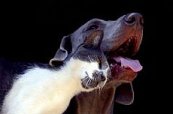 Профилактическая дегельминтизация – залог здоровья животного!