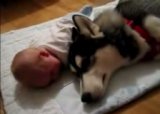 Собака и ребенок плачут