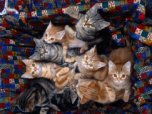 Тайны мартовского кота