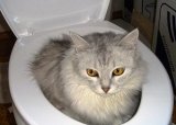 Кот и туалет))