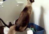 Кошка пользуется туалетом