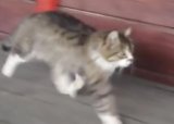 Кошка-лошадка