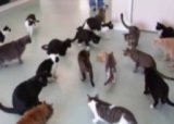 Коты в шоке!