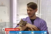 Ласковая кошка ищет хозяев!