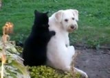 Кошка делает массаж собаке