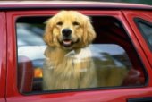 Погода и животные