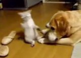 Веселые коты и кошки