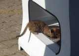 Автоматы для кормления бездомных животных