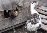 Верные друзья пес Рекс и безымянный гусь