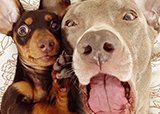 Harlow, Sage, Indiana & Reese – лучшие друзья и звезды интернета