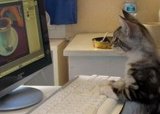 А у Вашего котика есть блог?