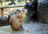 Капибара принимает душ
