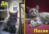 История одного подкидыша. Или Кнопка счастья!