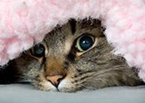 Кошачий грипп