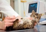 Ультразвуковая диагностика легких