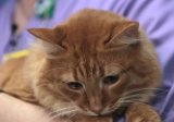 Здоровье зубов у котов