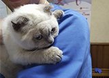 Миссия: Спасти котенка!