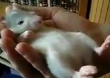 Смешная крыса