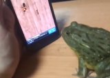 Меткая лягушка из Кореи