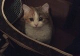 Котенок Маруся - победитель конкурса!