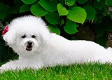 Бишон-фризе и Болонский бишон
