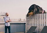 Приключения таксы Вивиан в Бруклине