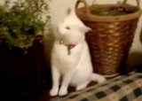 Животные про Новый год