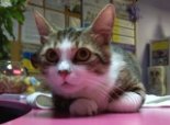 Мочекаменная болезнь у котов