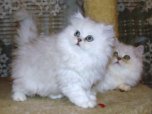 Как воспитать из кошки леди