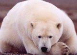 Белая медведица плыла без перерыва 9 дней в поисках льдины