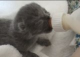 Кормление британского котенка