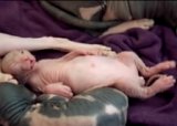 Спящий котенок сфинкса