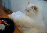 Важный японский кот