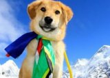 Cобака впервые покорила Эверест
