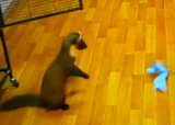 Игривый Шашлык (ВИДЕО)